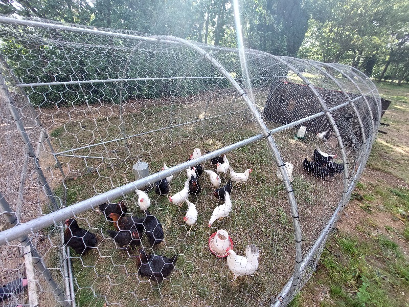 Lancaster produce chicken tractor