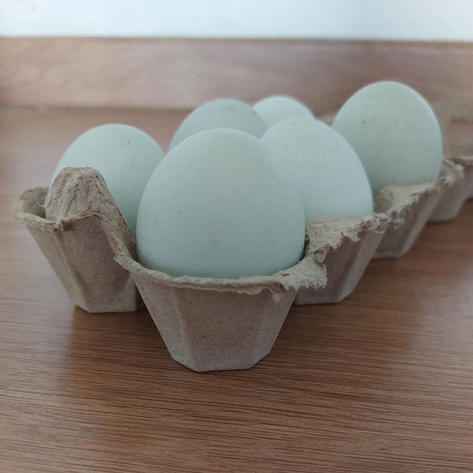 A box of 6 pale blue eggs